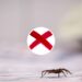Essas plantas comuns são o segredo natural contra aranhas