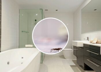 O truque natural mais eficaz para manter aranhas longe do banheiro