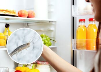 Traças nos armários da geladeira? Esse item natural resolve