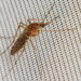 Soluções naturais e eficazes que mantém mosquitos longe do banheiro