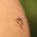 O método japonês para evitar que os mosquitos invadam sua casa sem usar repelente