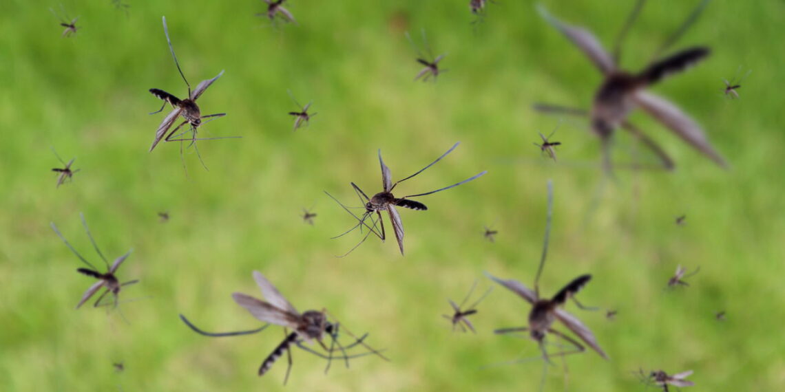 Mantenha os mosquitos longe com dois itens simples que você tem na cozinha