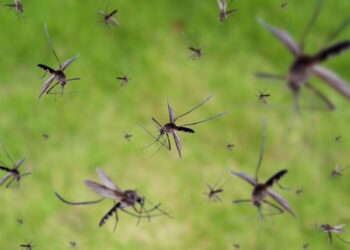 Mantenha os mosquitos longe com dois itens simples que você tem na cozinha