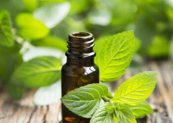 Plantas medicinais que aliviam dores comuns de forma natural