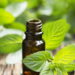 Plantas medicinais que aliviam dores comuns de forma natural