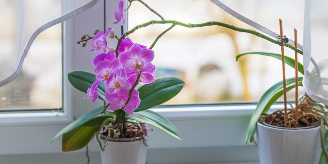 Como cuidar de orquídeas em vasos e fazer florescer sempre