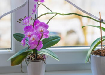 Como cuidar de orquídeas em vasos e fazer florescer sempre