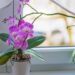 Como cuidar de orquídeas em vasos e fazer florescer sempre