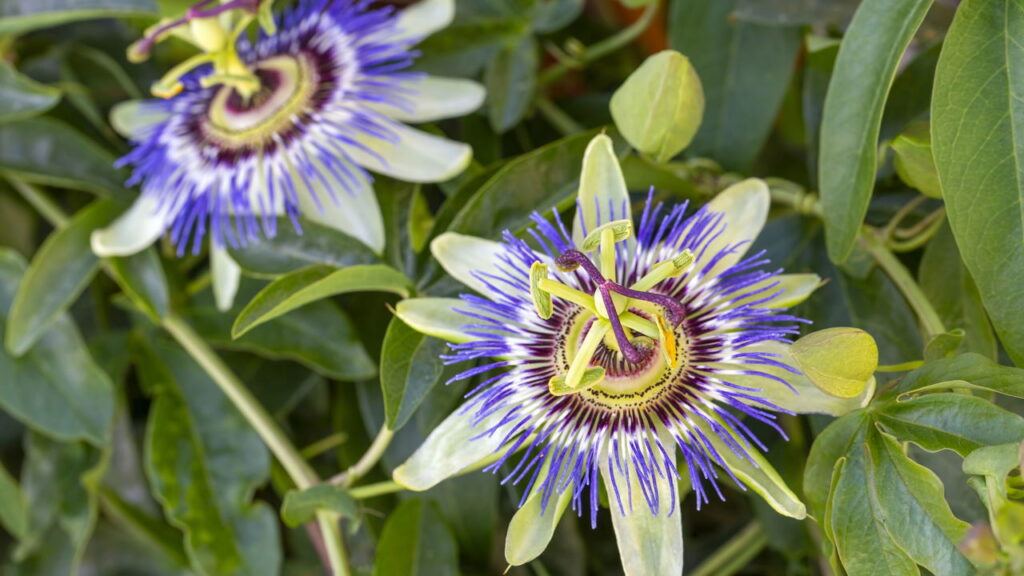 A planta mais poderosa para ansiedade e insônia é natural