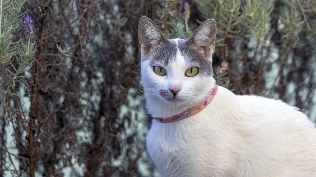 Gatos aventureiros merecem nomes como esses que refletem personalidade