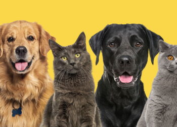 Nomes criativos para pets calmos ganham espaço entre tutores que priorizam personalidade