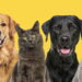 Nomes criativos para pets calmos ganham espaço entre tutores que priorizam personalidade