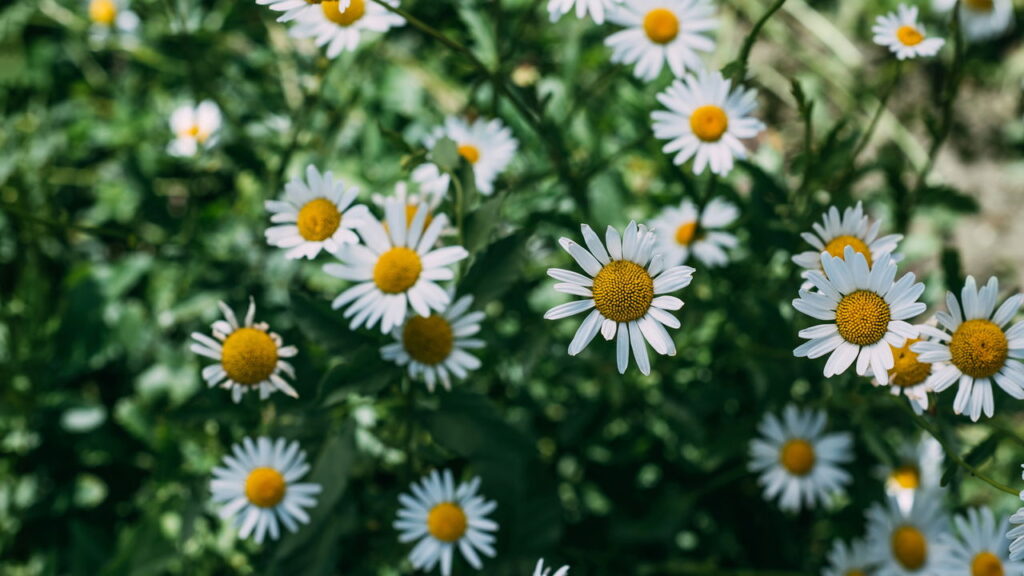 As melhores plantas calmantes para ansiedade e bem-estar