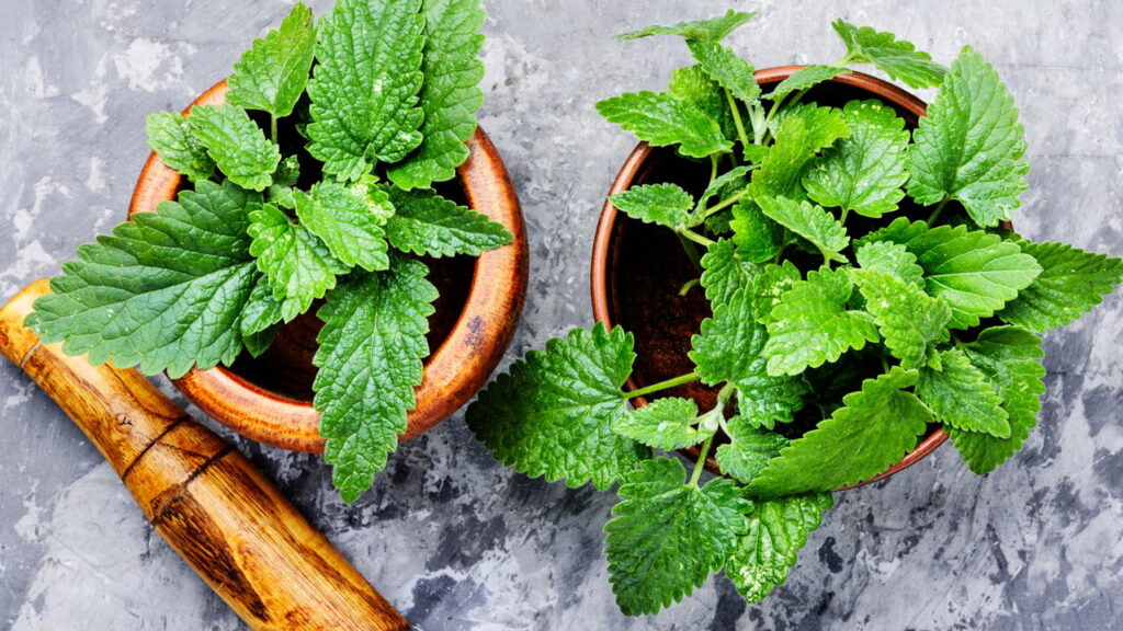 As melhores plantas calmantes para ansiedade e bem-estar