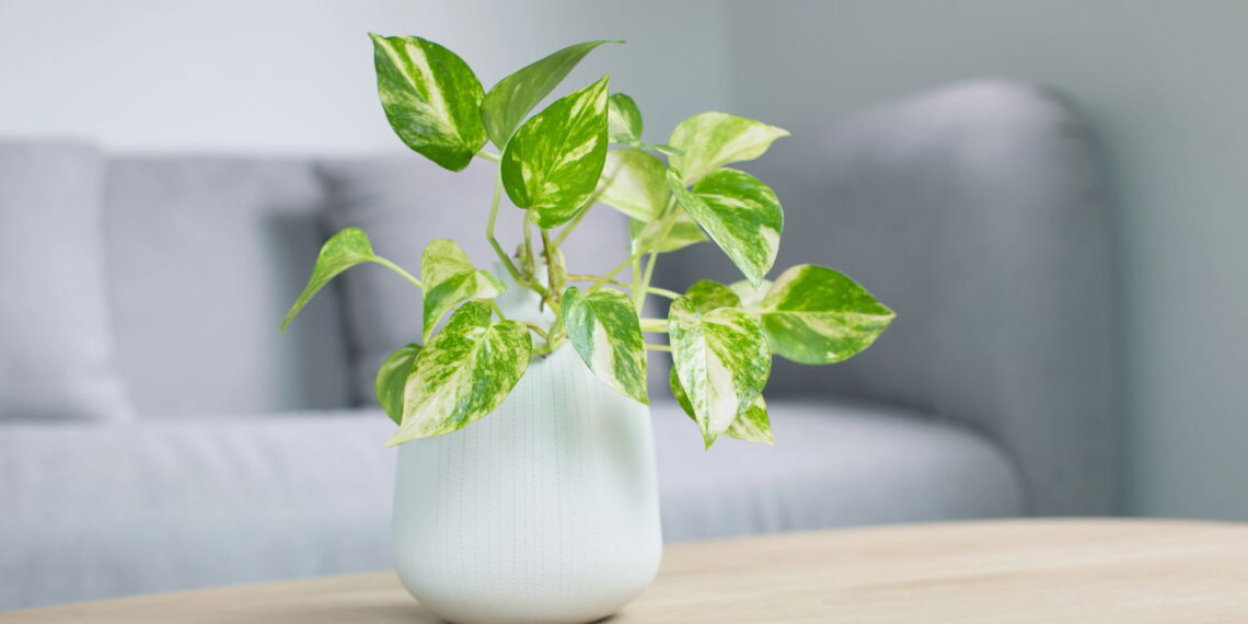 Plantas de interior que purificam o ar e deixam a casa saudável