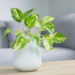 Plantas de interior que purificam o ar e deixam a casa saudável