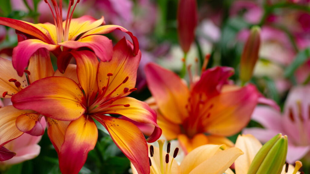 Quais flores o signo de Libra deverá cultivar para ter sorte no mês do seu aniversário
