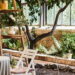 3 plantas arredondadas para harmonia visual e conforto emocional