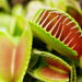 Como usar plantas carnívoras como decoração e inspiração na cozinha