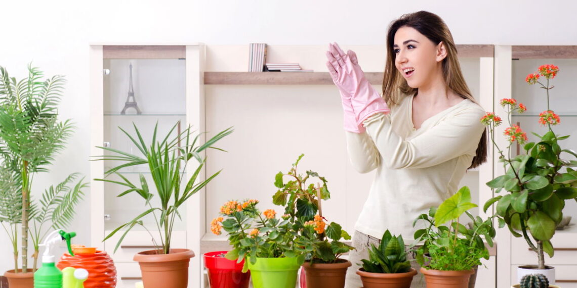 3 plantas versáteis que se adaptam a diferentes iluminações para flexibilidade no dia a dia