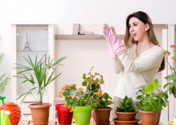 3 plantas versáteis que se adaptam a diferentes iluminações para flexibilidade no dia a dia
