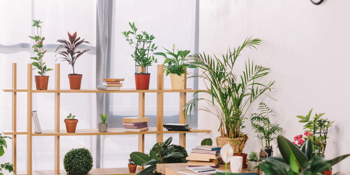 Plantas resistentes que melhoram a acústica em salas pequenas