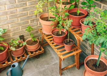 As 3 plantas que são a cara do inverno e da primavera