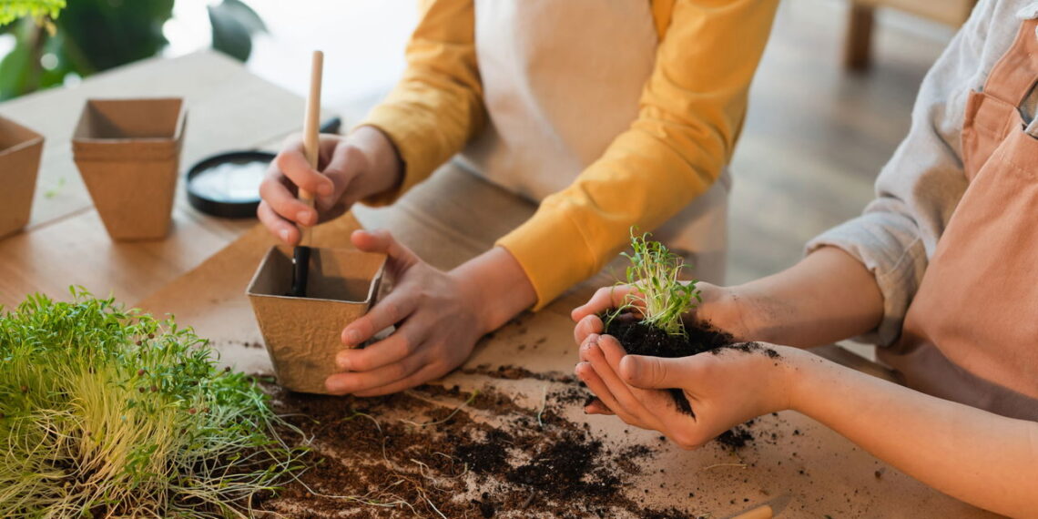 5 plantas para cultivar dentro de casa que não dão trabalho