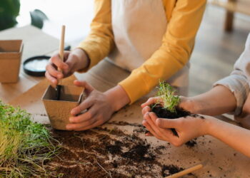 5 plantas para cultivar dentro de casa que não dão trabalho