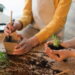 5 plantas para cultivar dentro de casa que não dão trabalho
