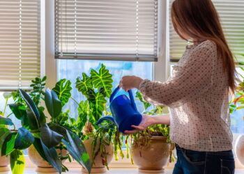 Plantas trepadeiras para transformar muros com charme natural