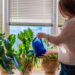 Plantas trepadeiras para transformar muros com charme natural