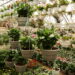 As 3 plantas sazonais que trazem aroma e beleza durante todo o ano