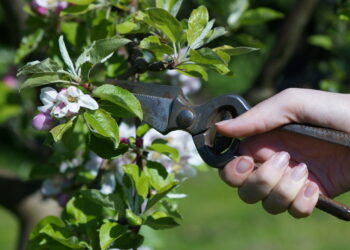 É melhor podar árvores no outono ou na primavera segundo especialistas