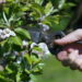 É melhor podar árvores no outono ou na primavera segundo especialistas