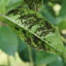 Essas plantas protegem a horta contra insetos indesejados