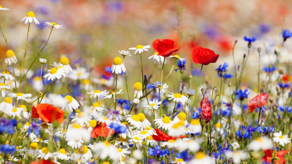 Práticas simples para preparar sua casa na primavera, segundo especialistas