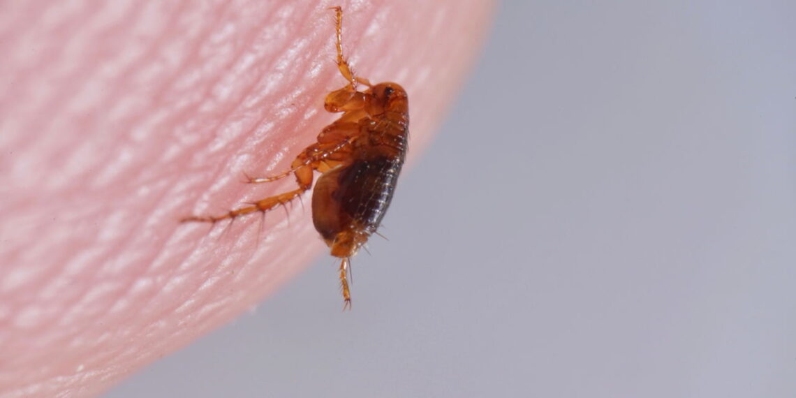 A planta mais eficaz contra pulgas que não faz mal aos pets