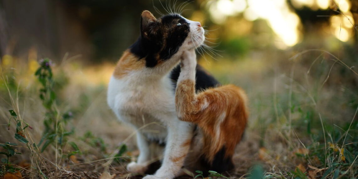 Como acabar com pulgas em gatos usando uma solução natural segura