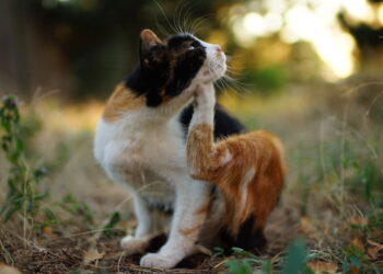 Como acabar com pulgas em gatos usando uma solução natural segura