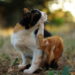 Como acabar com pulgas em gatos usando uma solução natural segura