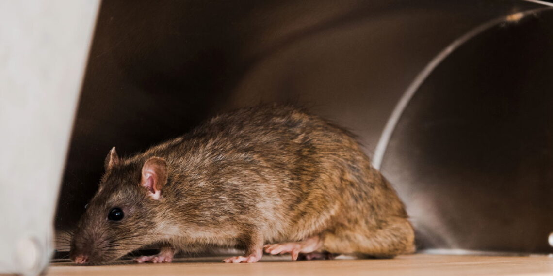 Mantenha os ratos longe de casa nos meses quentes com uma mistura simples borrifando no chão