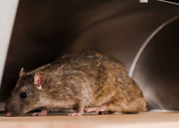 Mantenha os ratos longe de casa nos meses quentes com uma mistura simples borrifando no chão