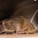 Mantenha os ratos longe de casa nos meses quentes com uma mistura simples borrifando no chão