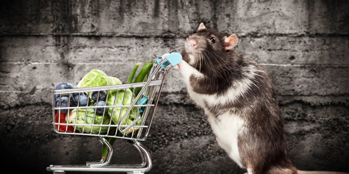 Método caseiro usada como alternativa no controle contra ratos combina alimento em pó e material endurecedor