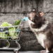 Método caseiro usada como alternativa no controle contra ratos combina alimento em pó e material endurecedor