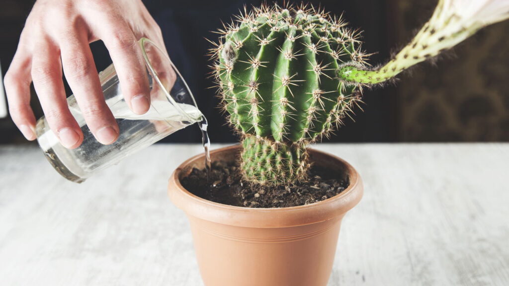 O tempo certo para regar um cacto e manter a planta sempre saudável