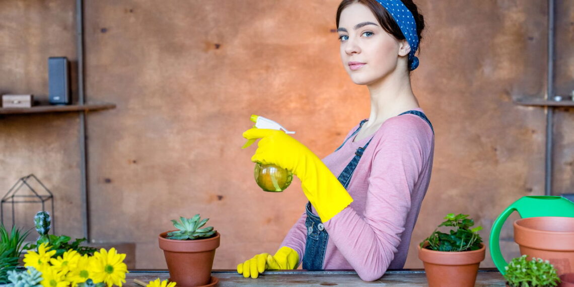 Essas plantas quase não precisam de rega e duram muito tempo