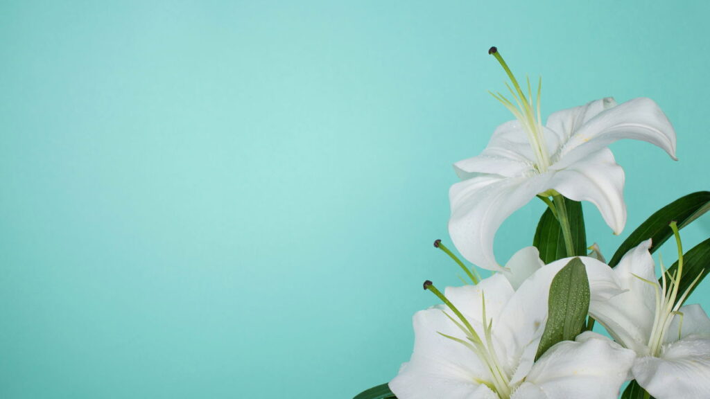 Saiba qual flor reflete seu signo e como cultivá-la em casa