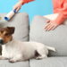 Truque simples tira pelos de cachorro e gato da roupa na máquina